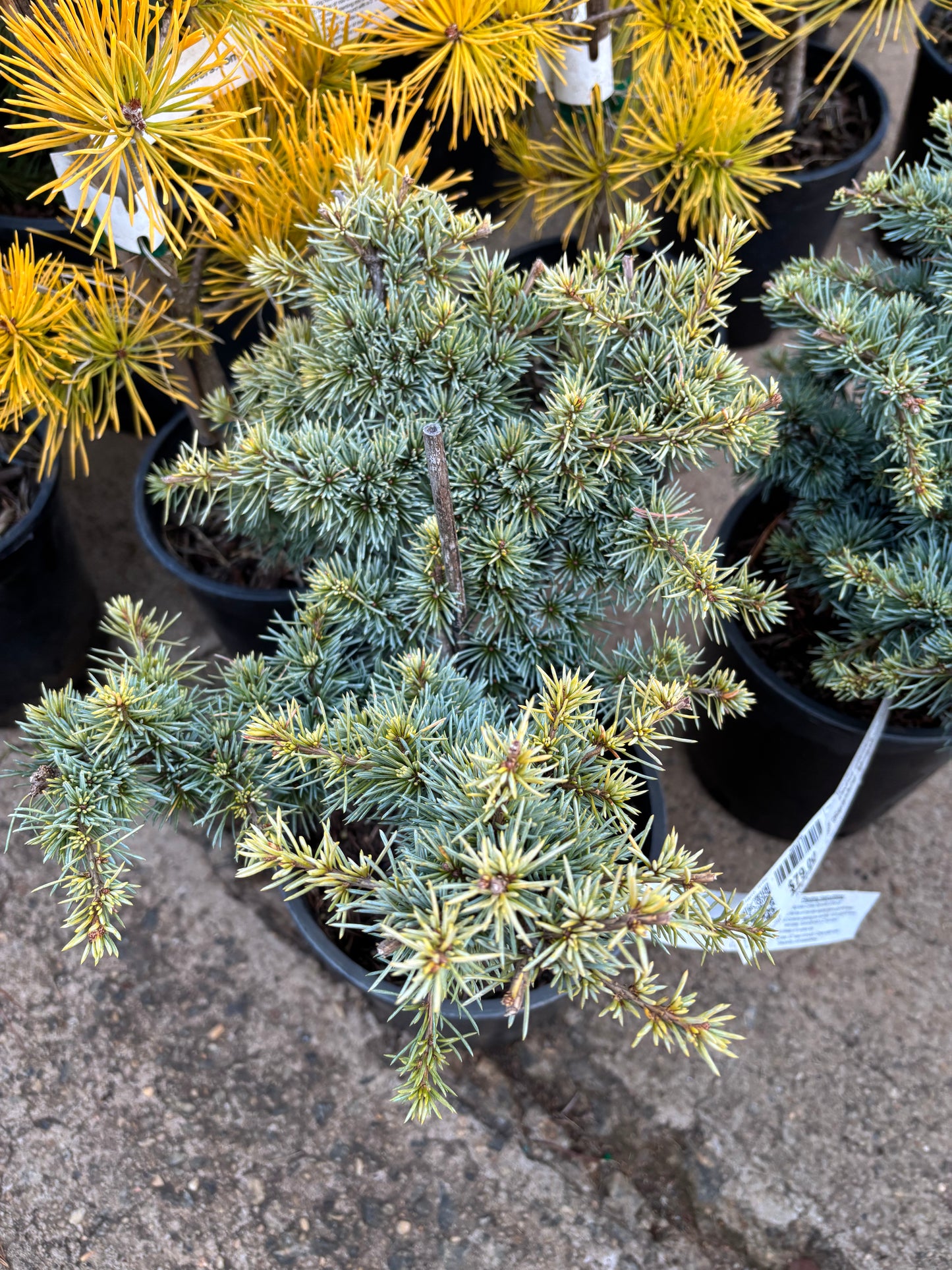 Cedrus atlantica ‘Sapphire Nymph’