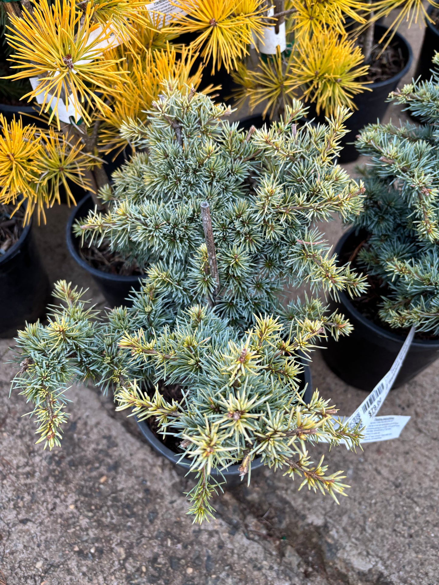 Cedrus atlantica ‘Sapphire Nymph’