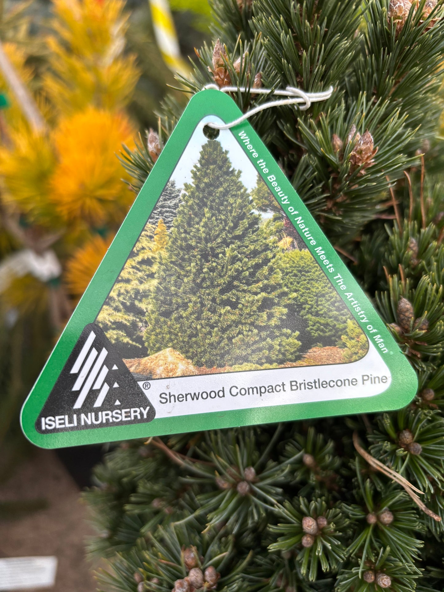 Pinus longaeva ‘Sherwood Compacta’ Bristlecone Pine