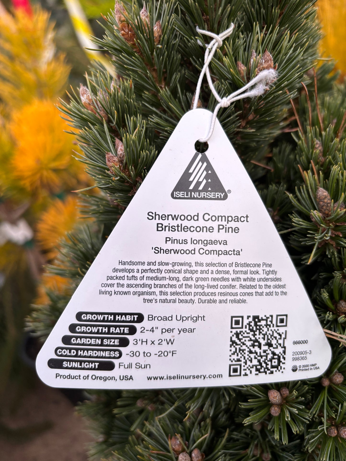 Pinus longaeva ‘Sherwood Compacta’ Bristlecone Pine