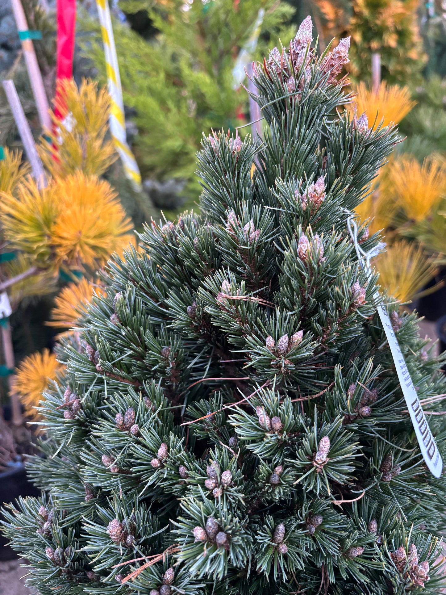 Pinus longaeva ‘Sherwood Compacta’ Bristlecone Pine