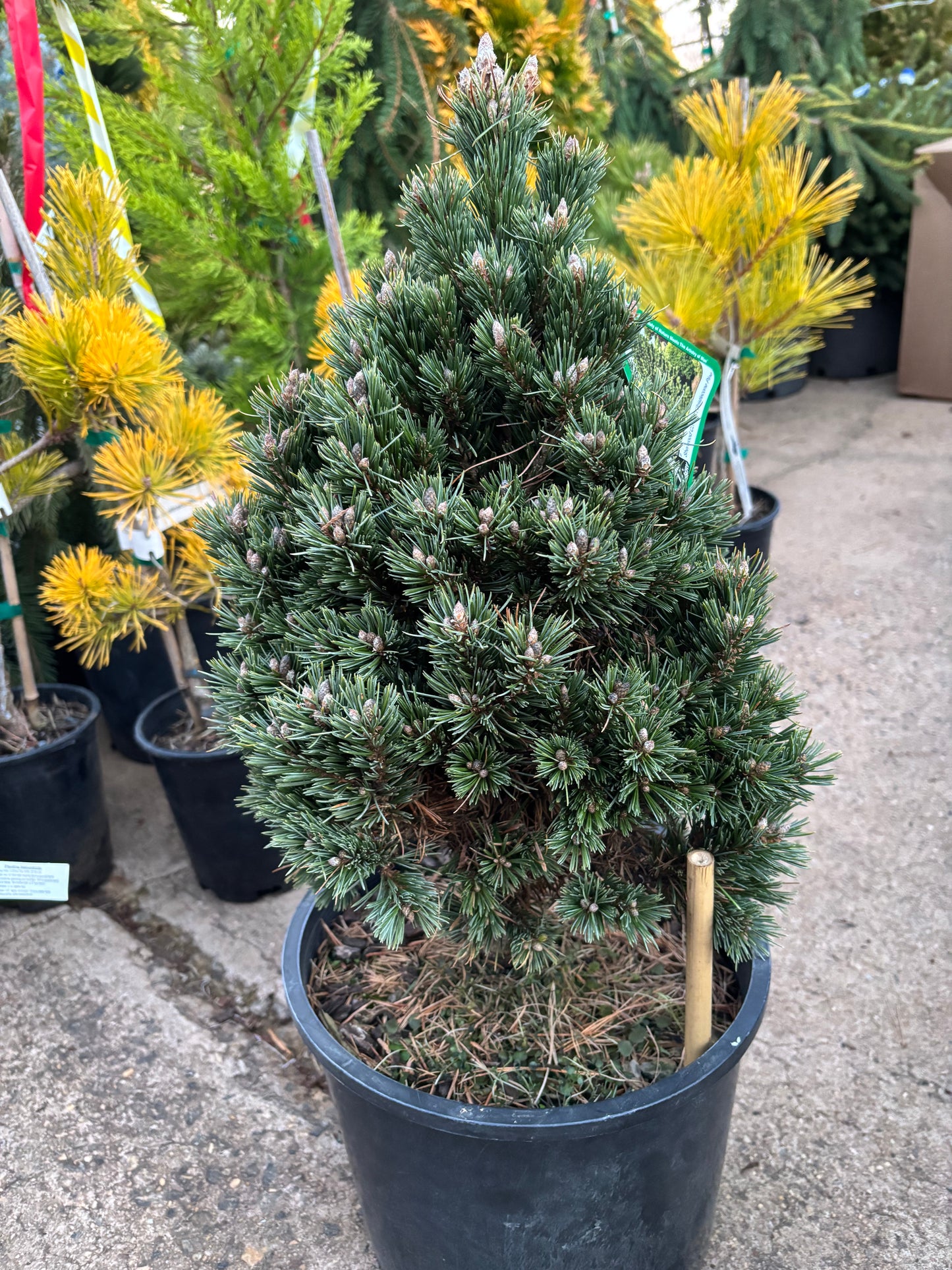 Pinus longaeva ‘Sherwood Compacta’ Bristlecone Pine