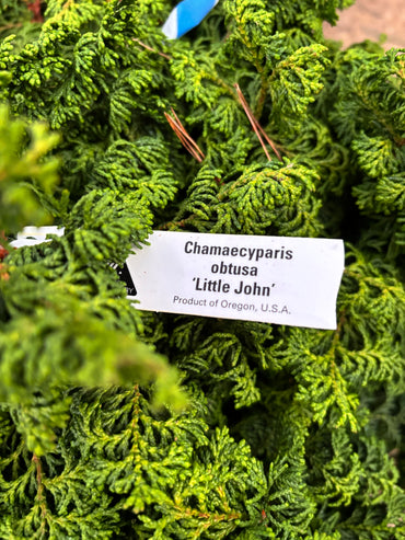 Chamaecyparis obtusa ‘Little John’
