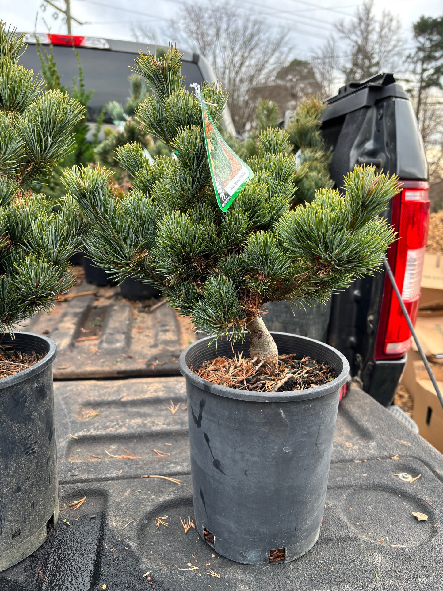 Pinus parviflora ‘Kinpo’