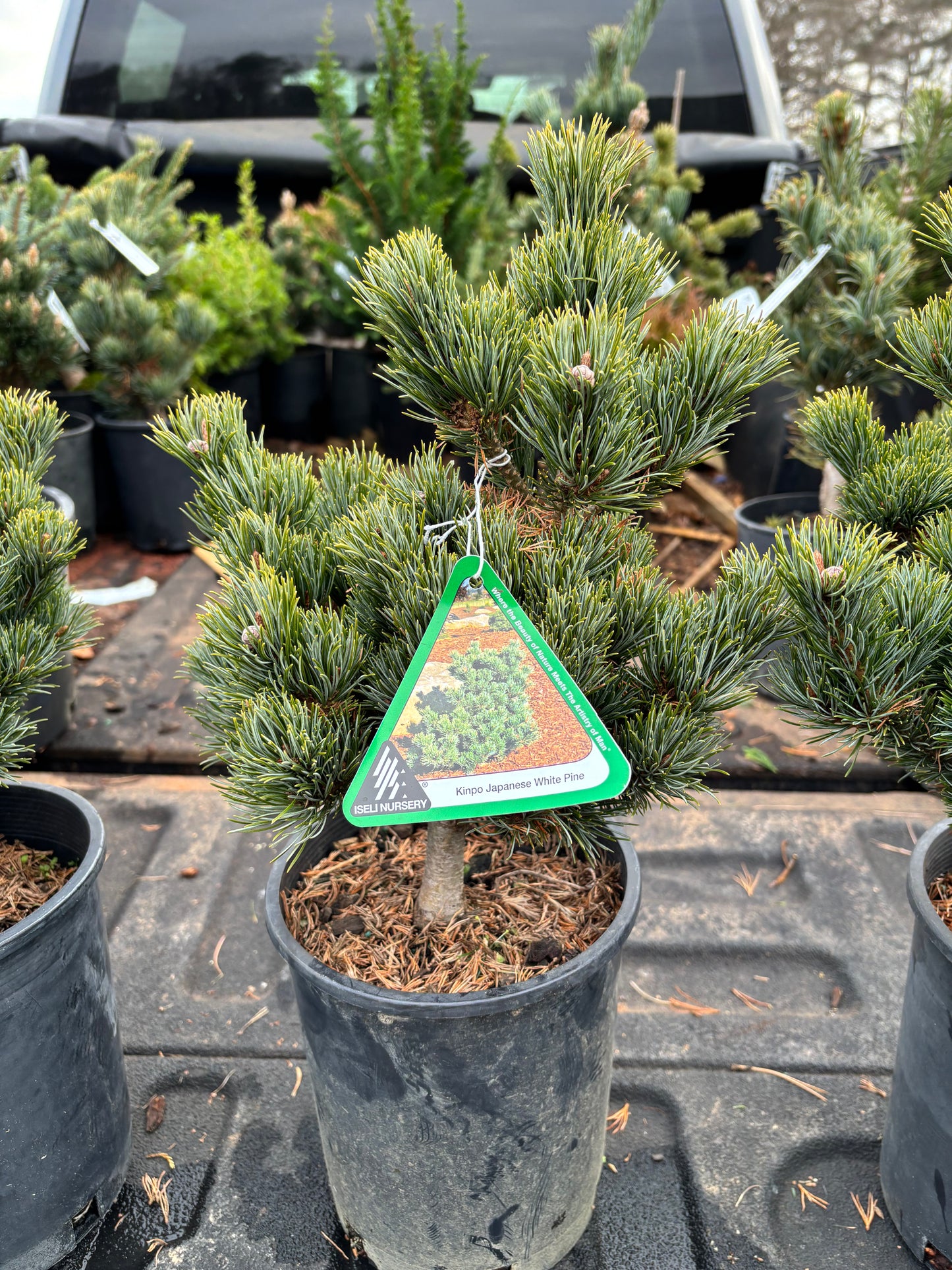 Pinus parviflora ‘Kinpo’