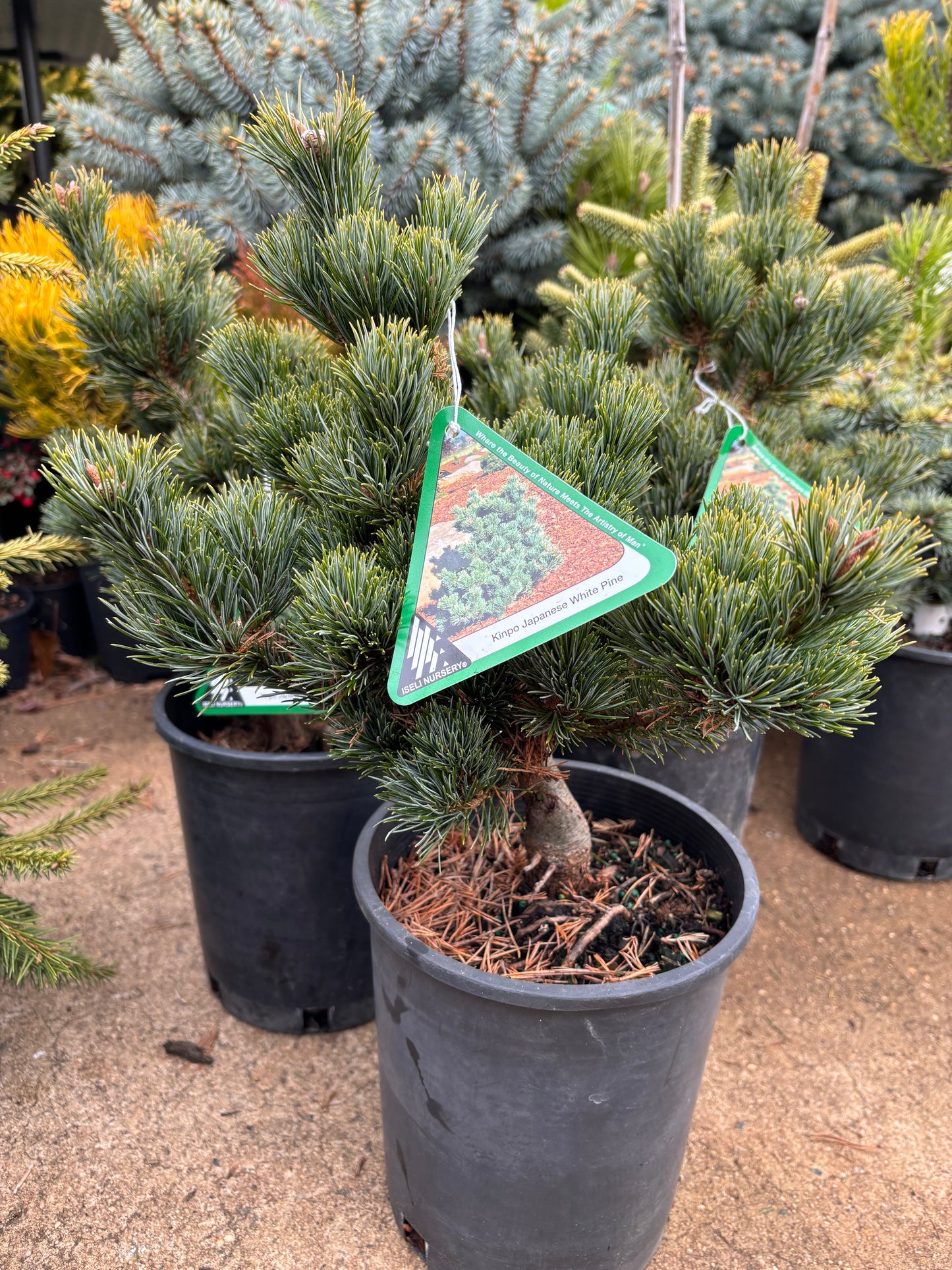 Pinus parviflora ‘Kinpo’