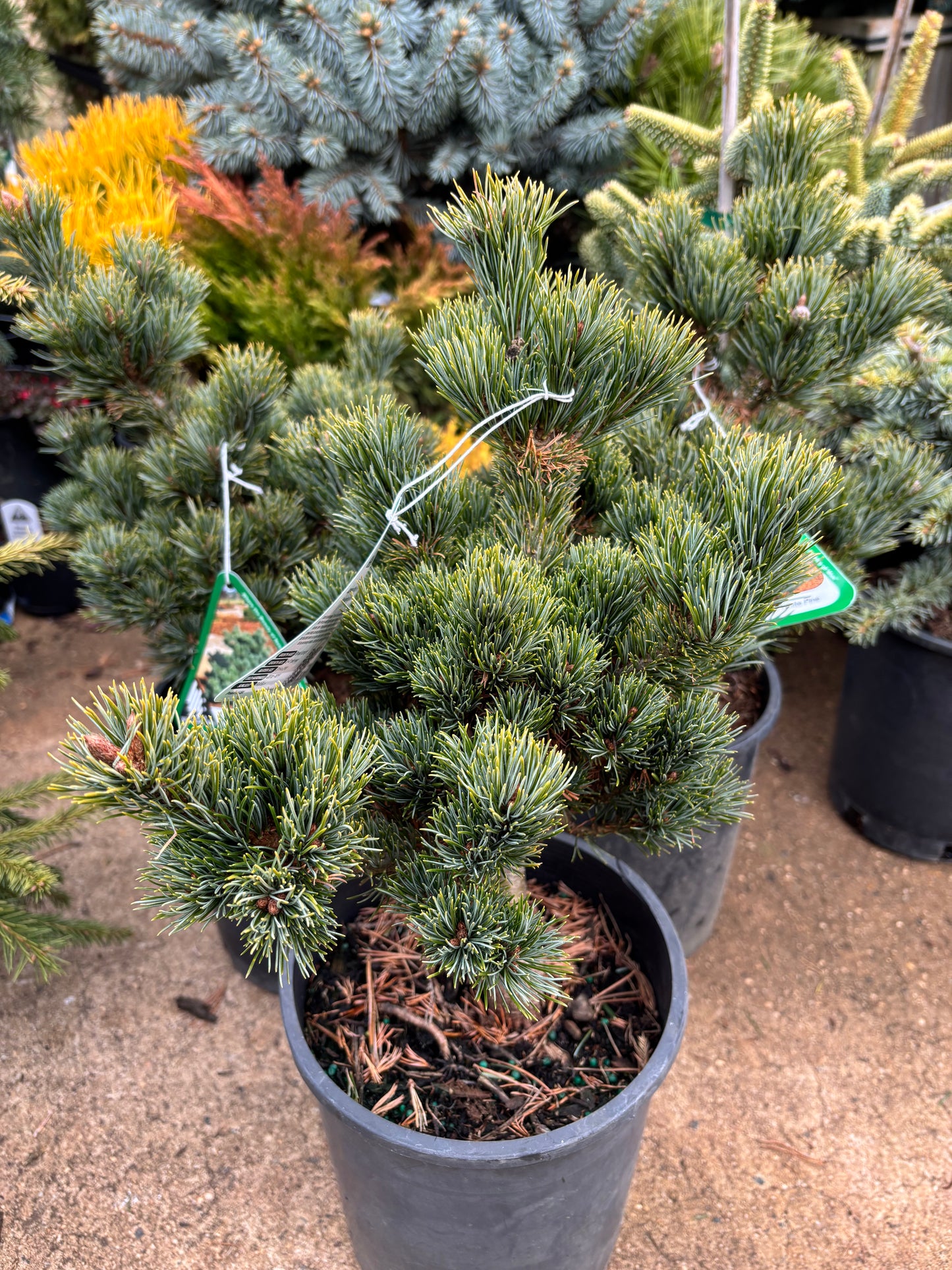 Pinus parviflora ‘Kinpo’