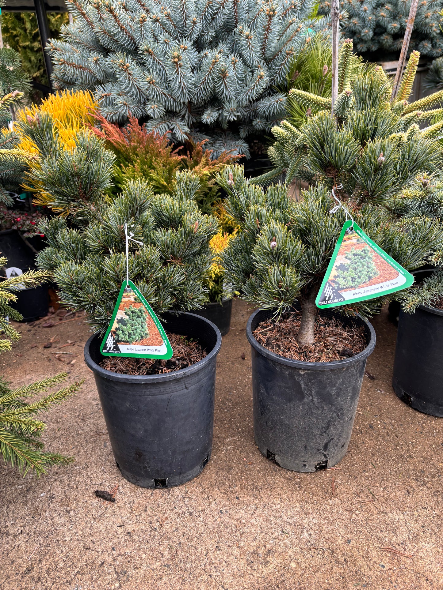 Pinus parviflora ‘Kinpo’