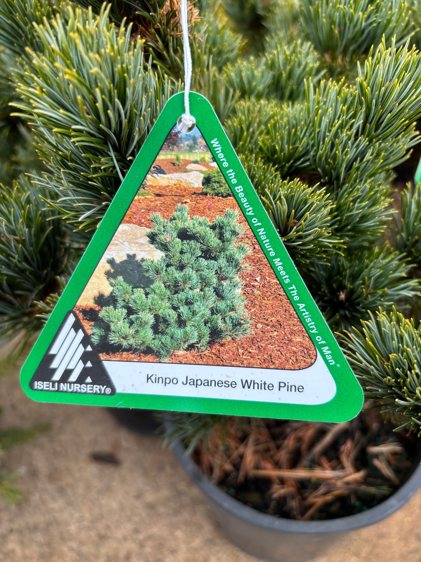 Pinus parviflora ‘Kinpo’