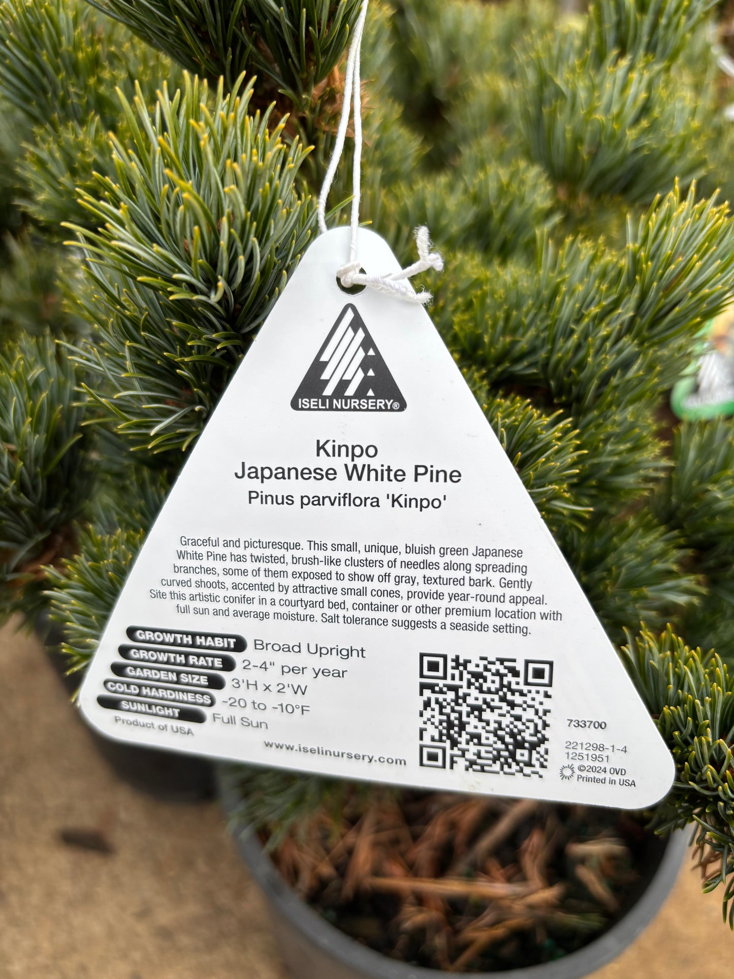 Pinus parviflora ‘Kinpo’