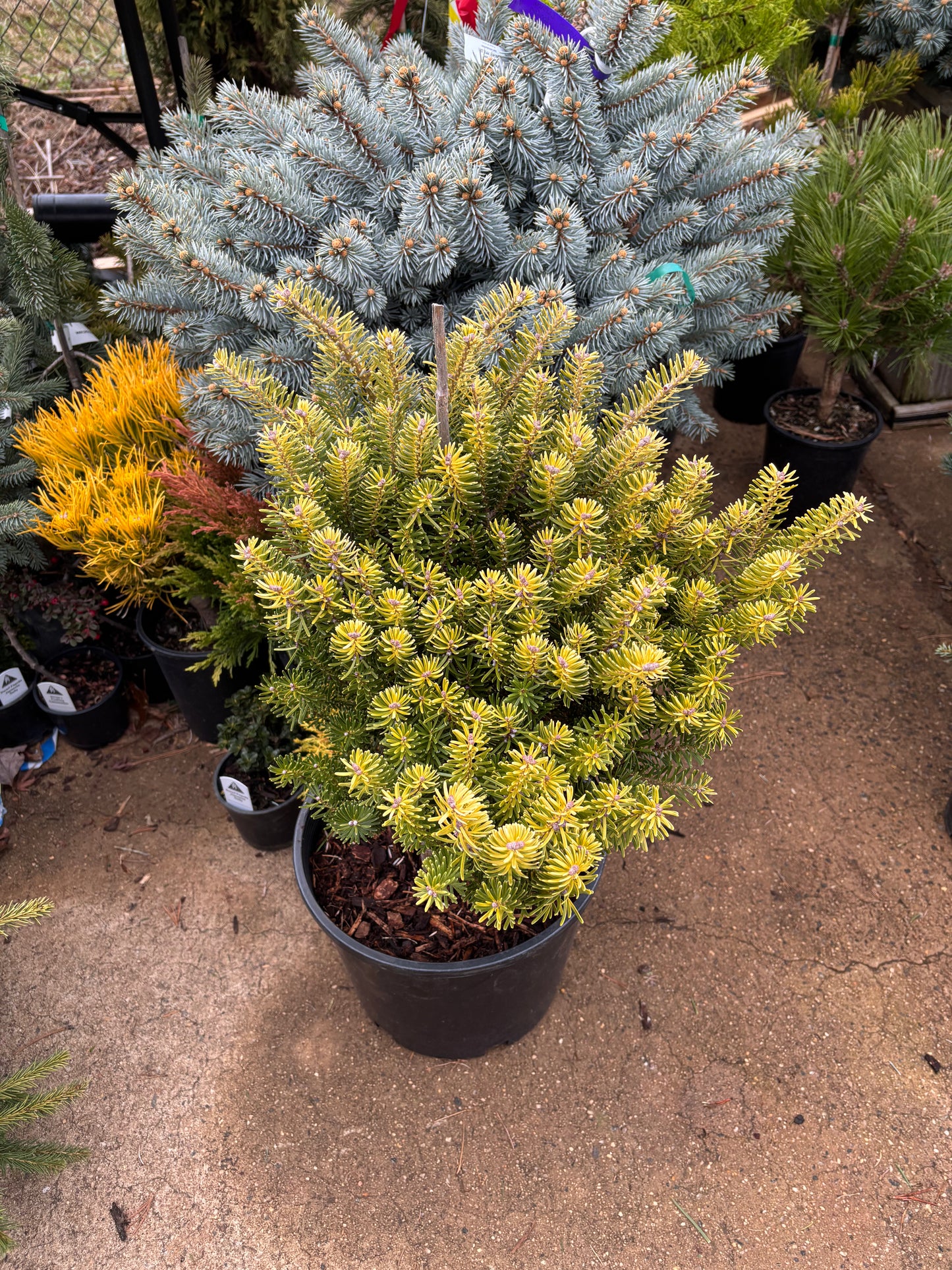Abies Koreana ‘Golden Glow’        On Firma