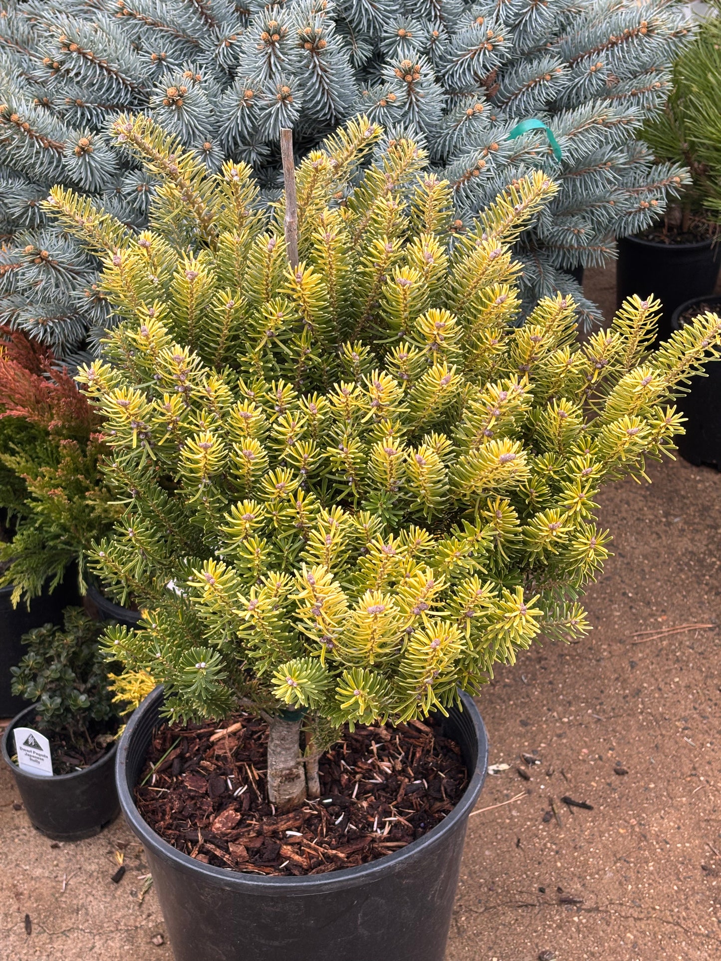 Abies Koreana ‘Golden Glow’        On Firma