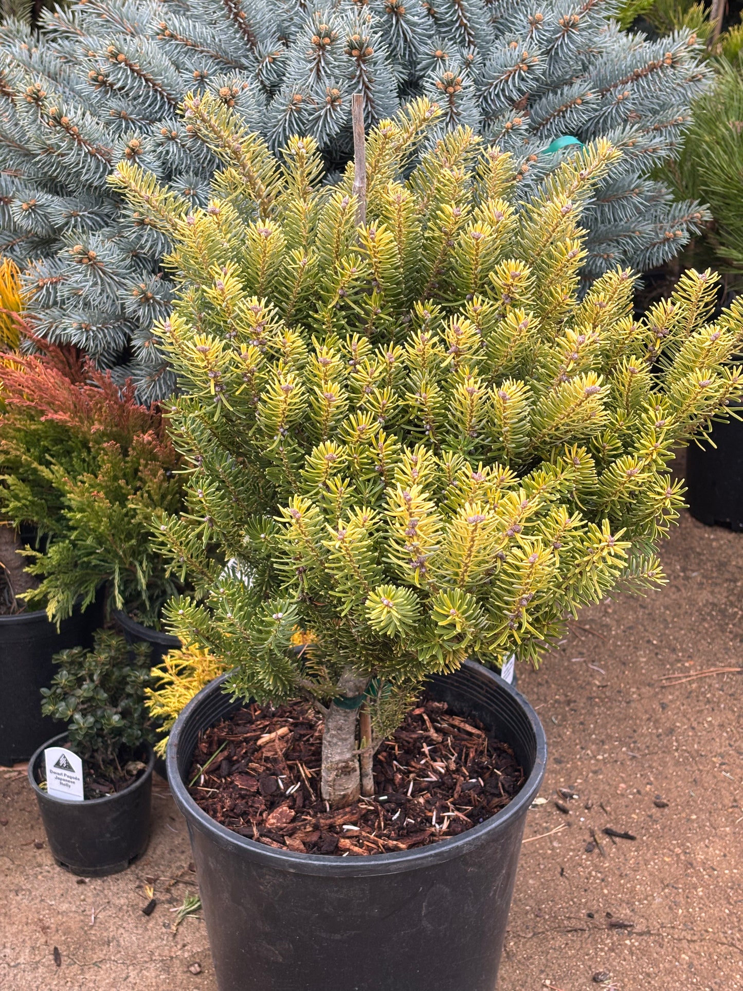 Abies Koreana ‘Golden Glow’        On Firma