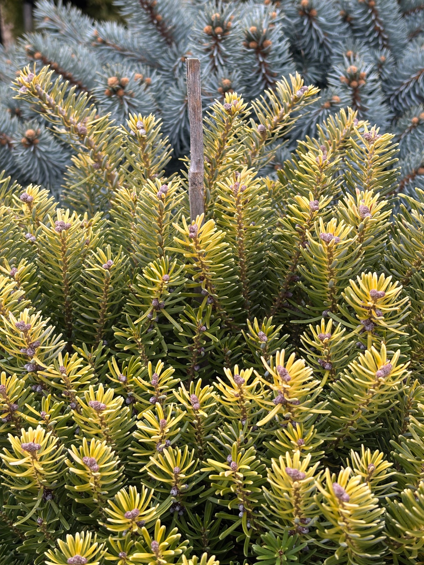 Abies Koreana ‘Golden Glow’        On Firma
