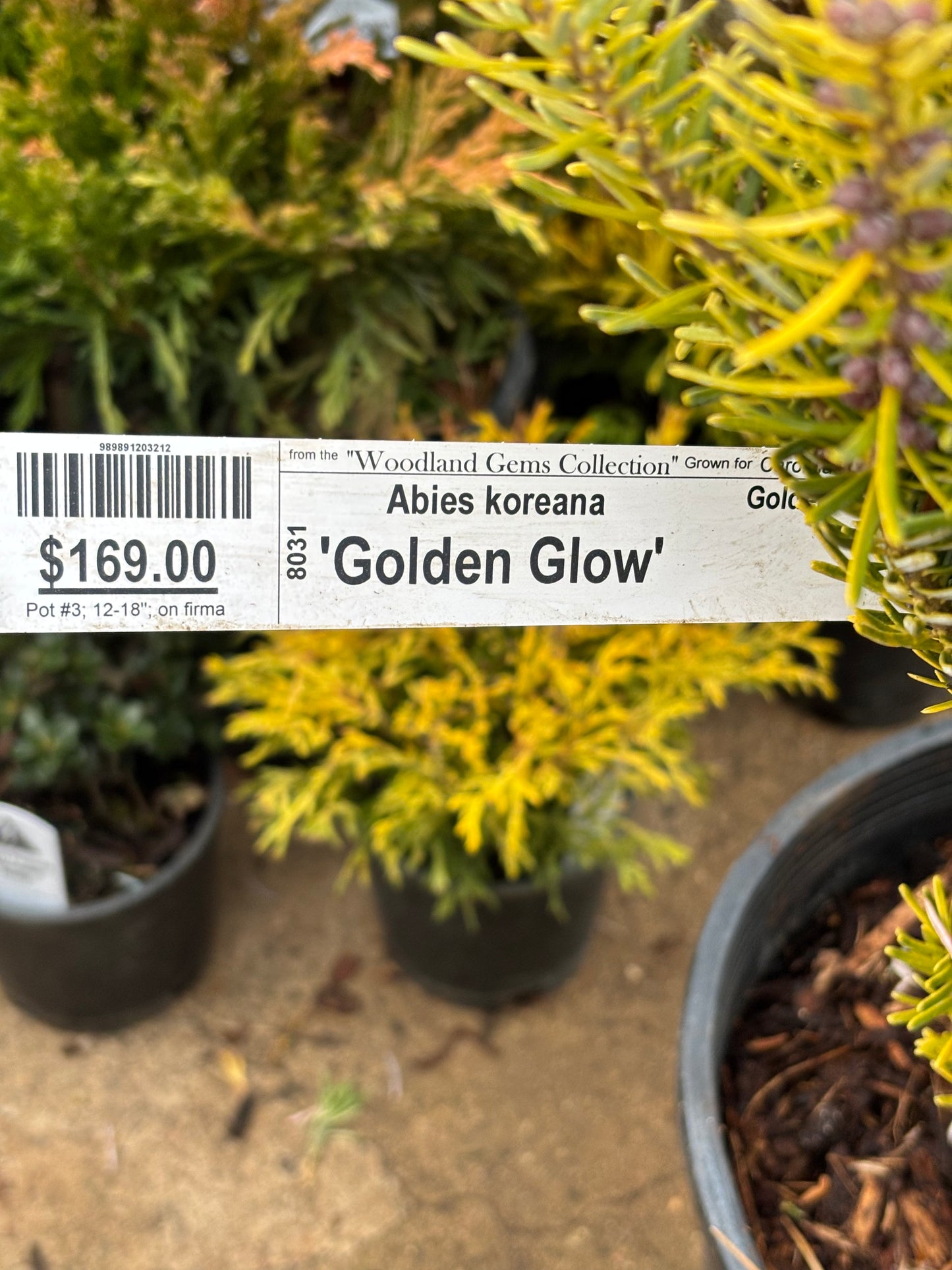 Abies Koreana ‘Golden Glow’        On Firma