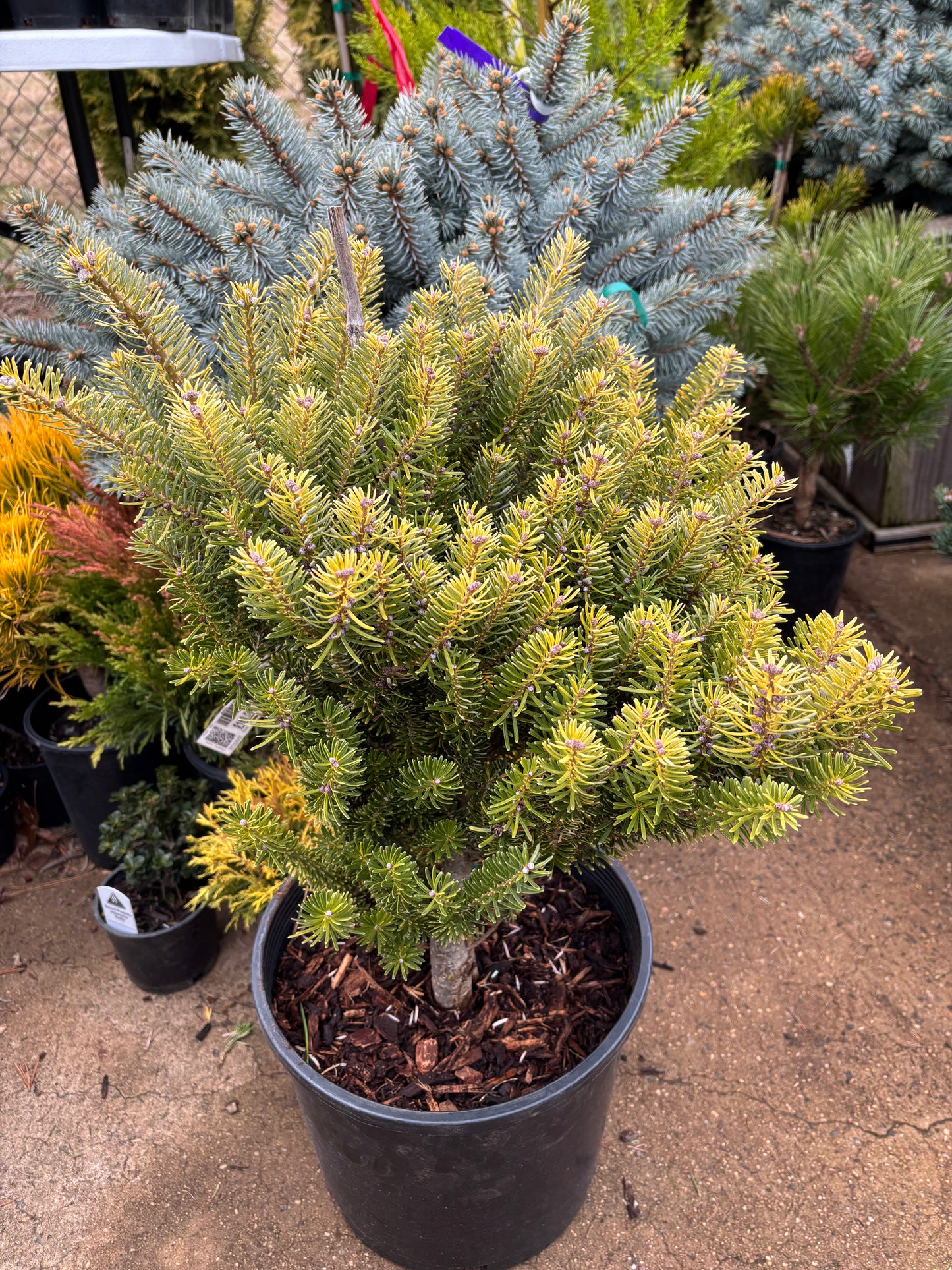 Abies Koreana ‘Golden Glow’        On Firma