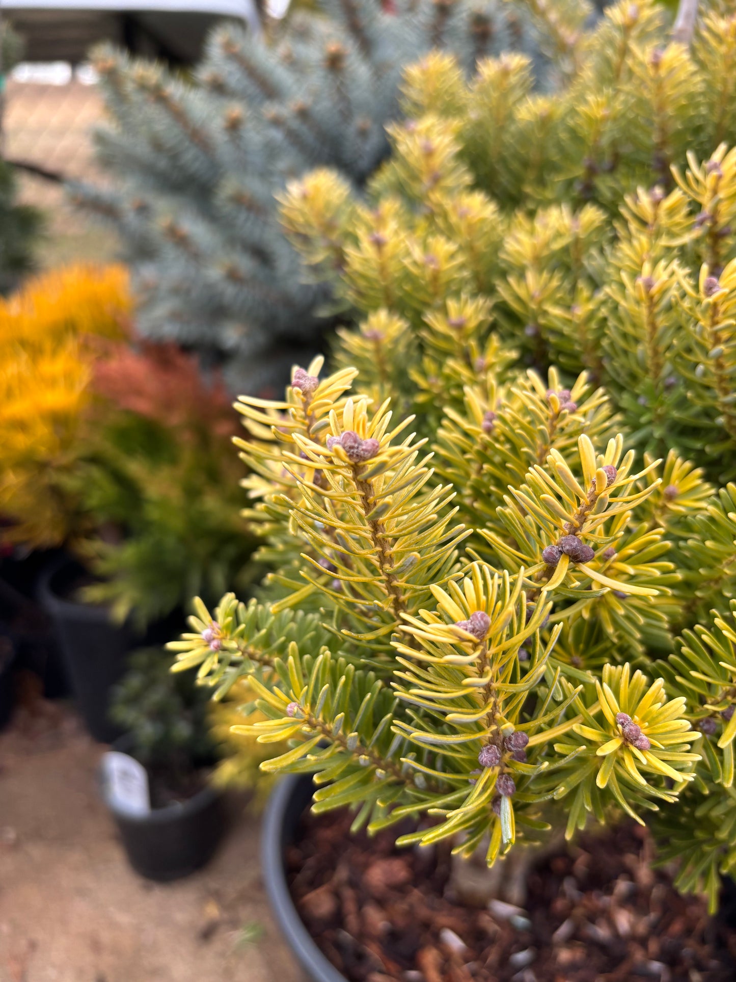 Abies Koreana ‘Golden Glow’        On Firma
