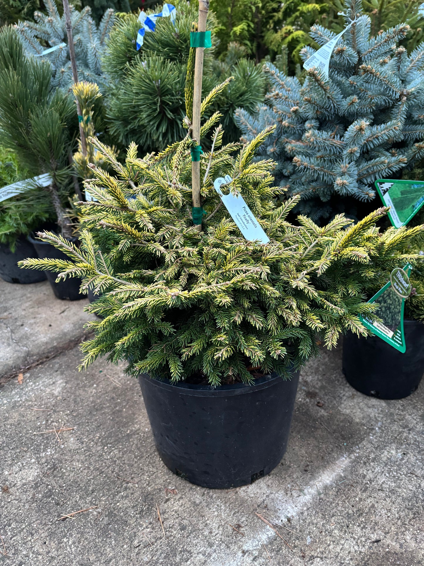Picea orientalis ‘Firefly’