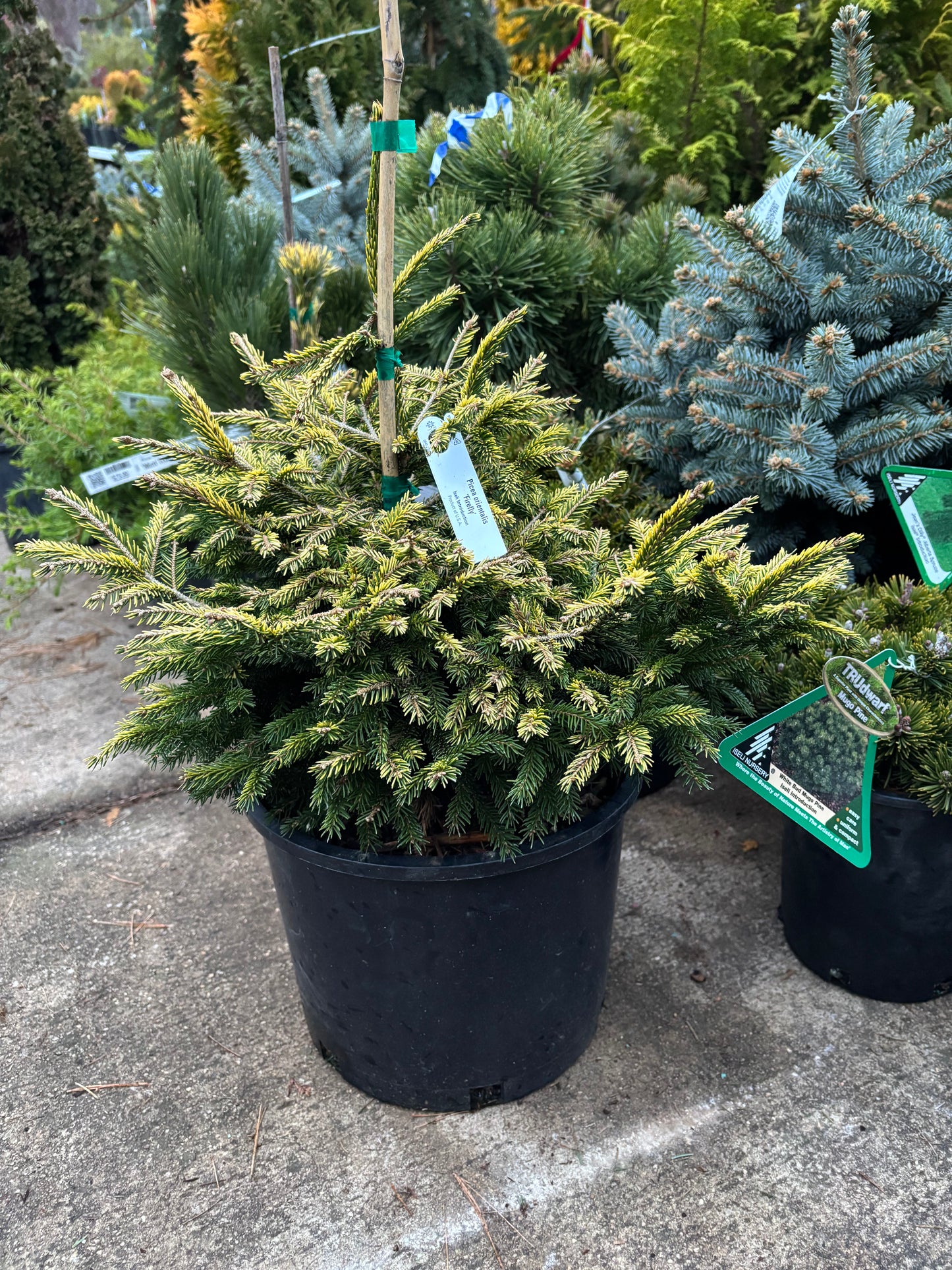 Picea orientalis ‘Firefly’