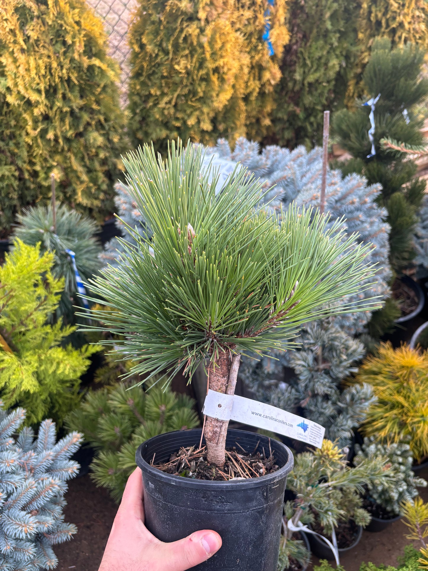Pinus thunbergii ‘Whiskey Hill Thundercloud’ Japanese Black Pine