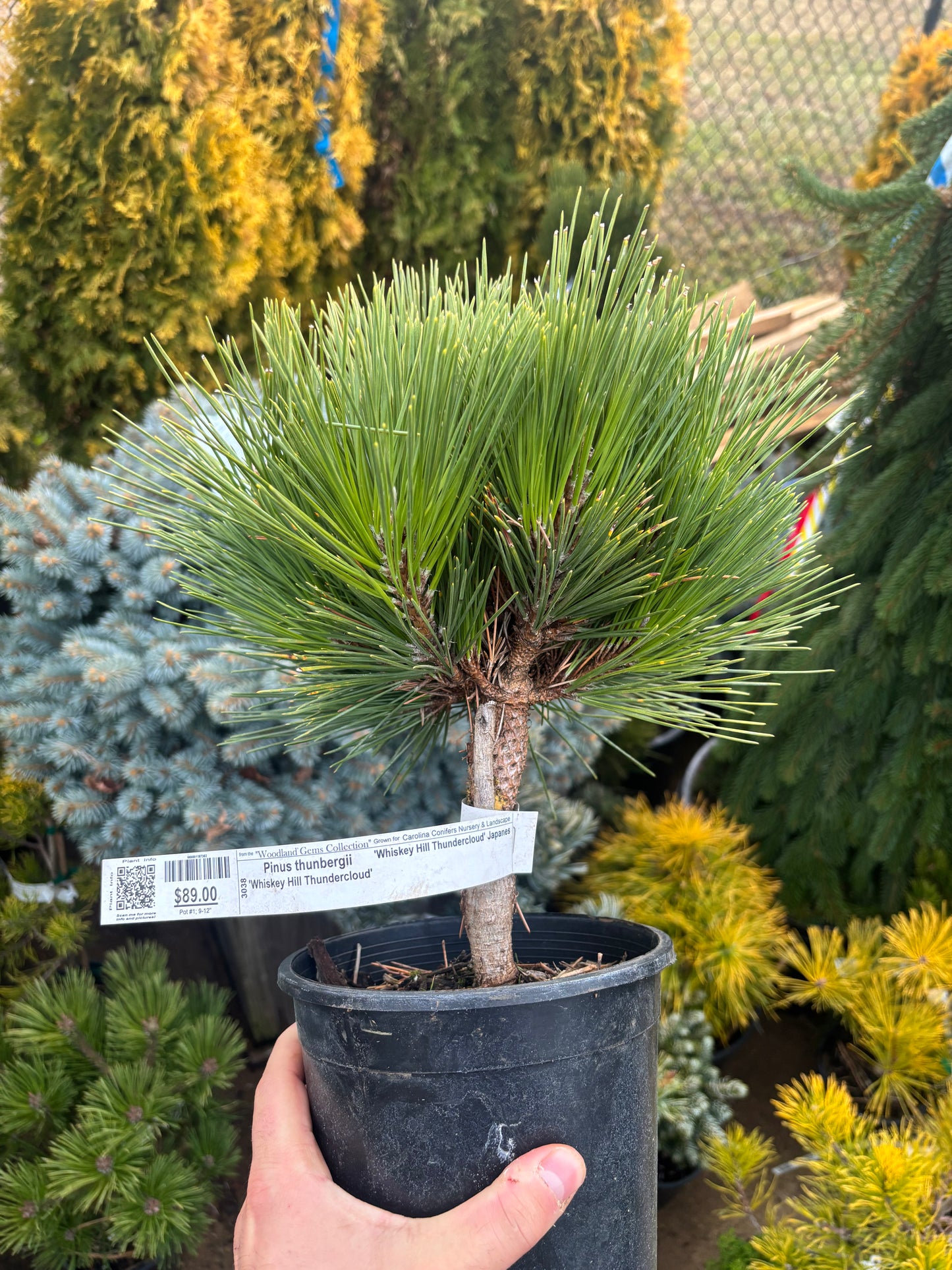 Pinus thunbergii ‘Whiskey Hill Thundercloud’ Japanese Black Pine