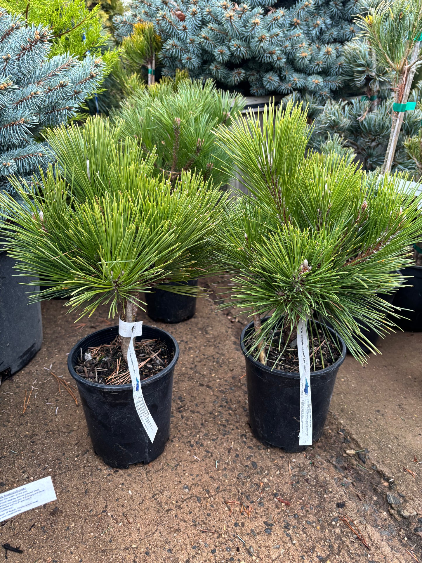 Pinus thunbergii ‘Whiskey Hill Thundercloud’ Japanese Black Pine