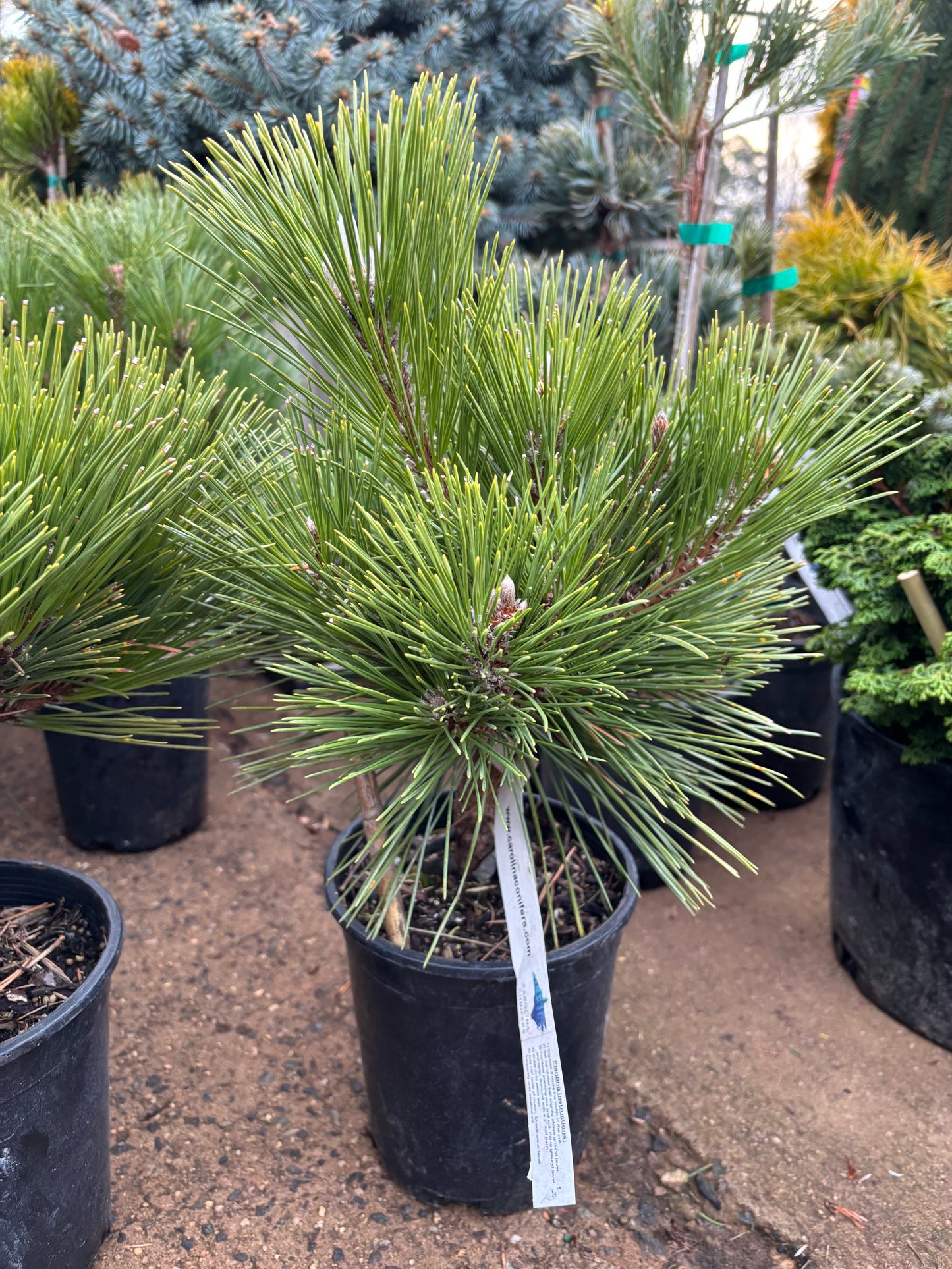 Pinus thunbergii ‘Whiskey Hill Thundercloud’ Japanese Black Pine
