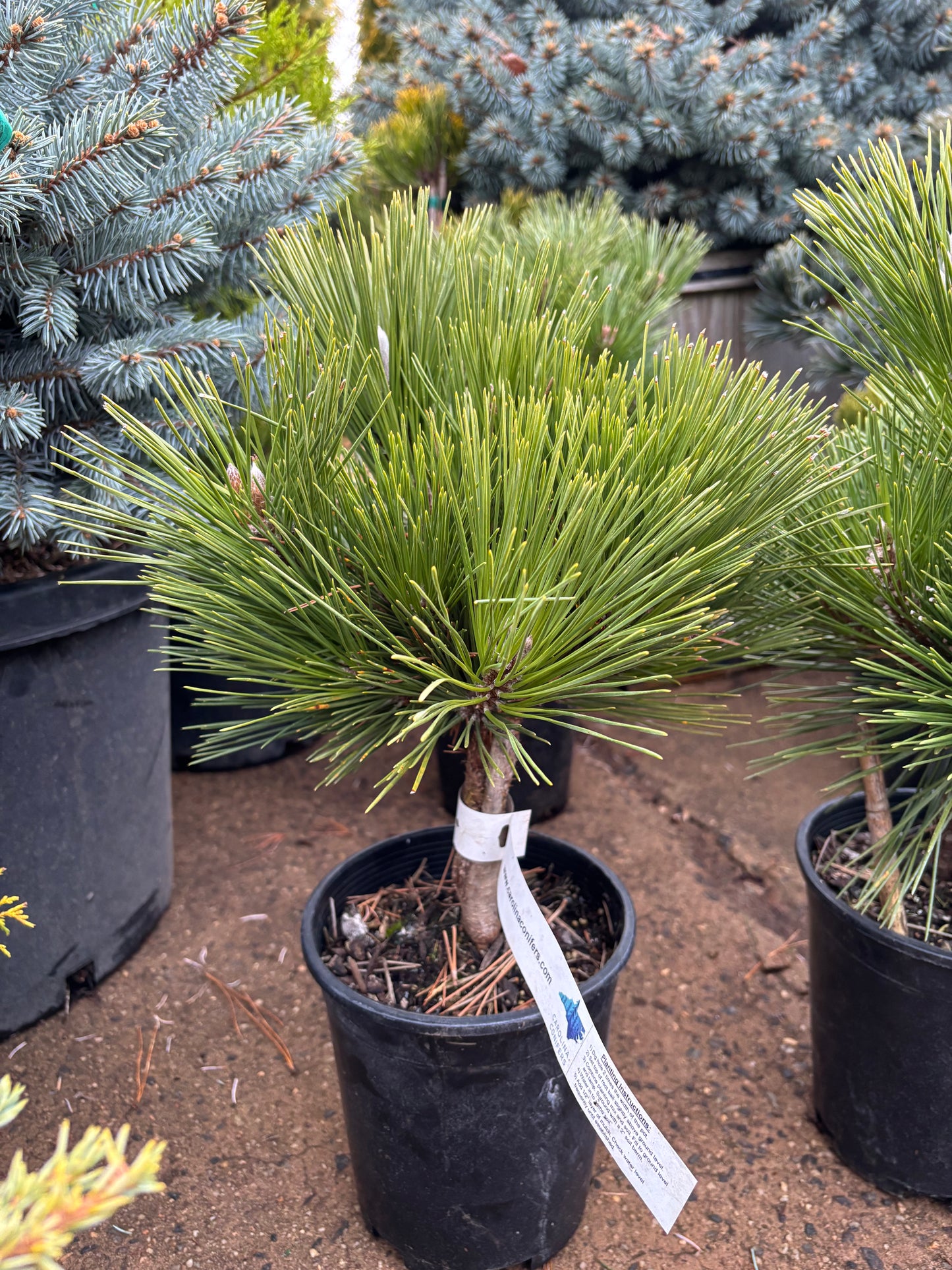 Pinus thunbergii ‘Whiskey Hill Thundercloud’ Japanese Black Pine