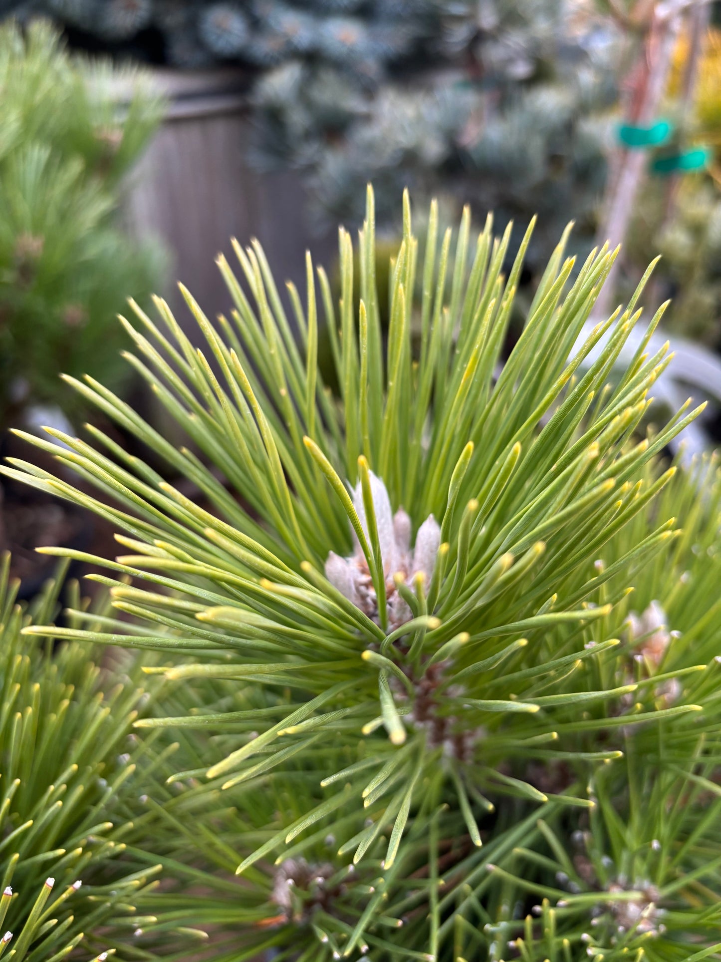 Pinus thunbergii ‘Whiskey Hill Thundercloud’ Japanese Black Pine