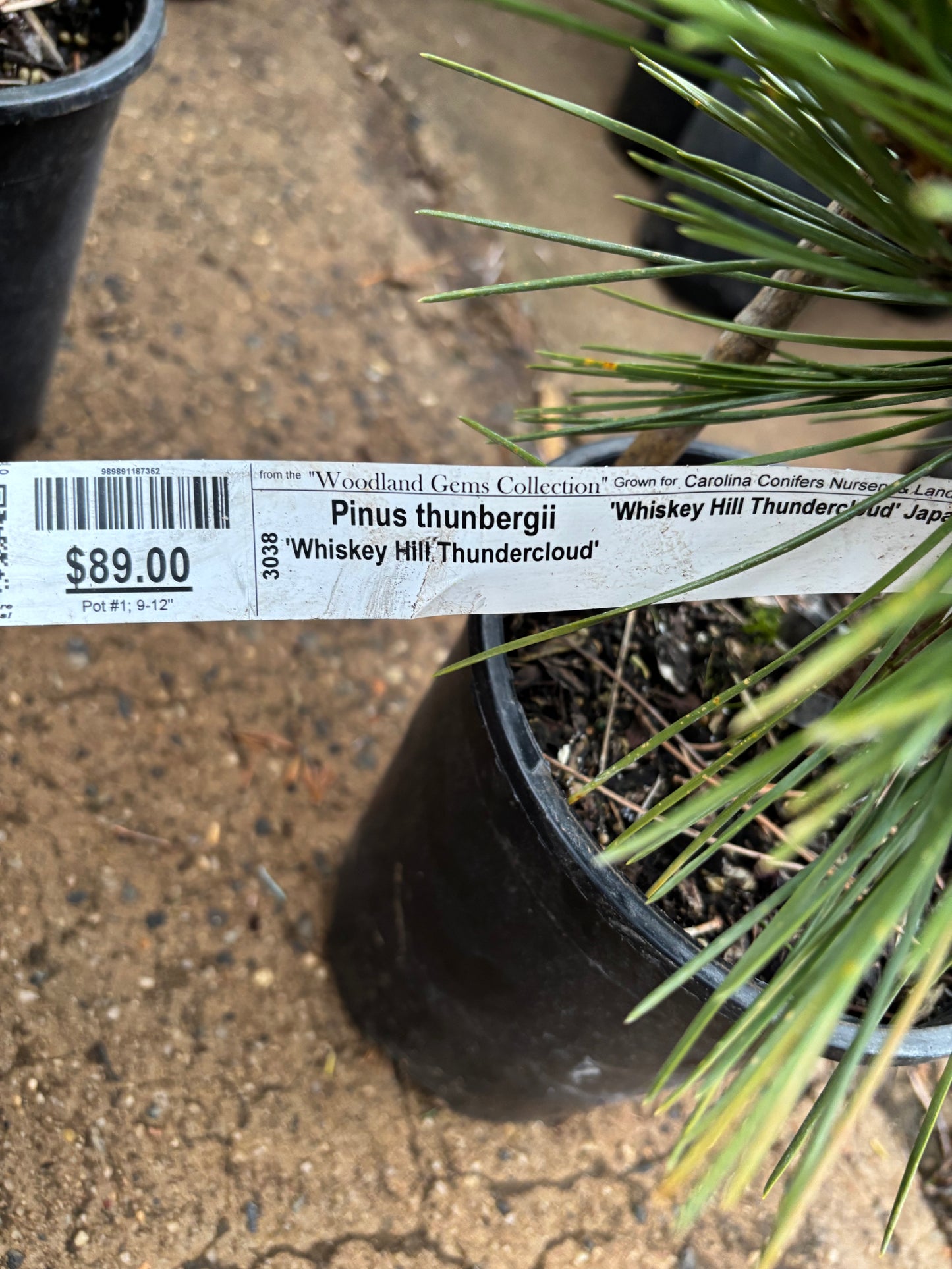 Pinus thunbergii ‘Whiskey Hill Thundercloud’ Japanese Black Pine