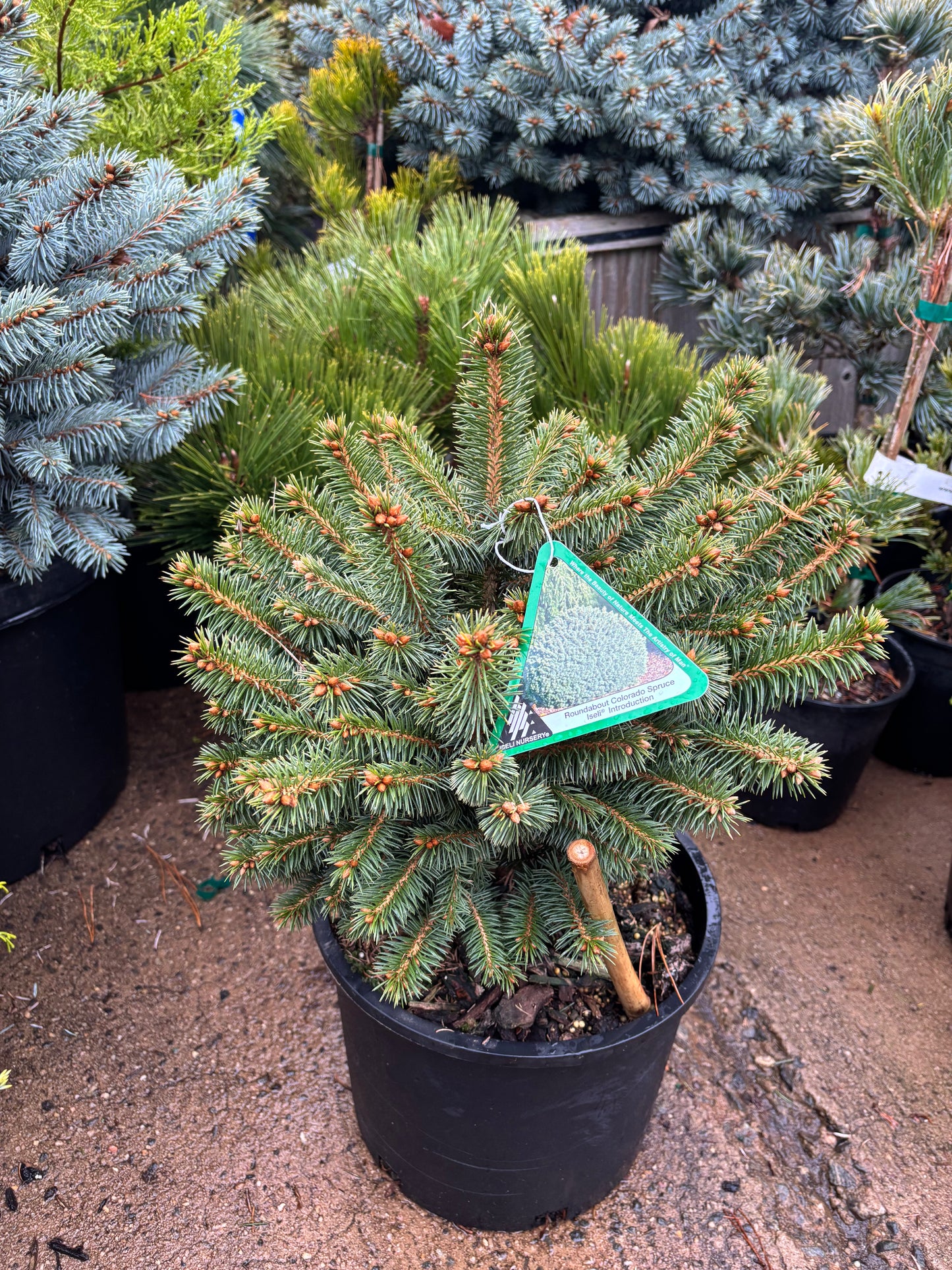Picea pungens ‘Roundabout’