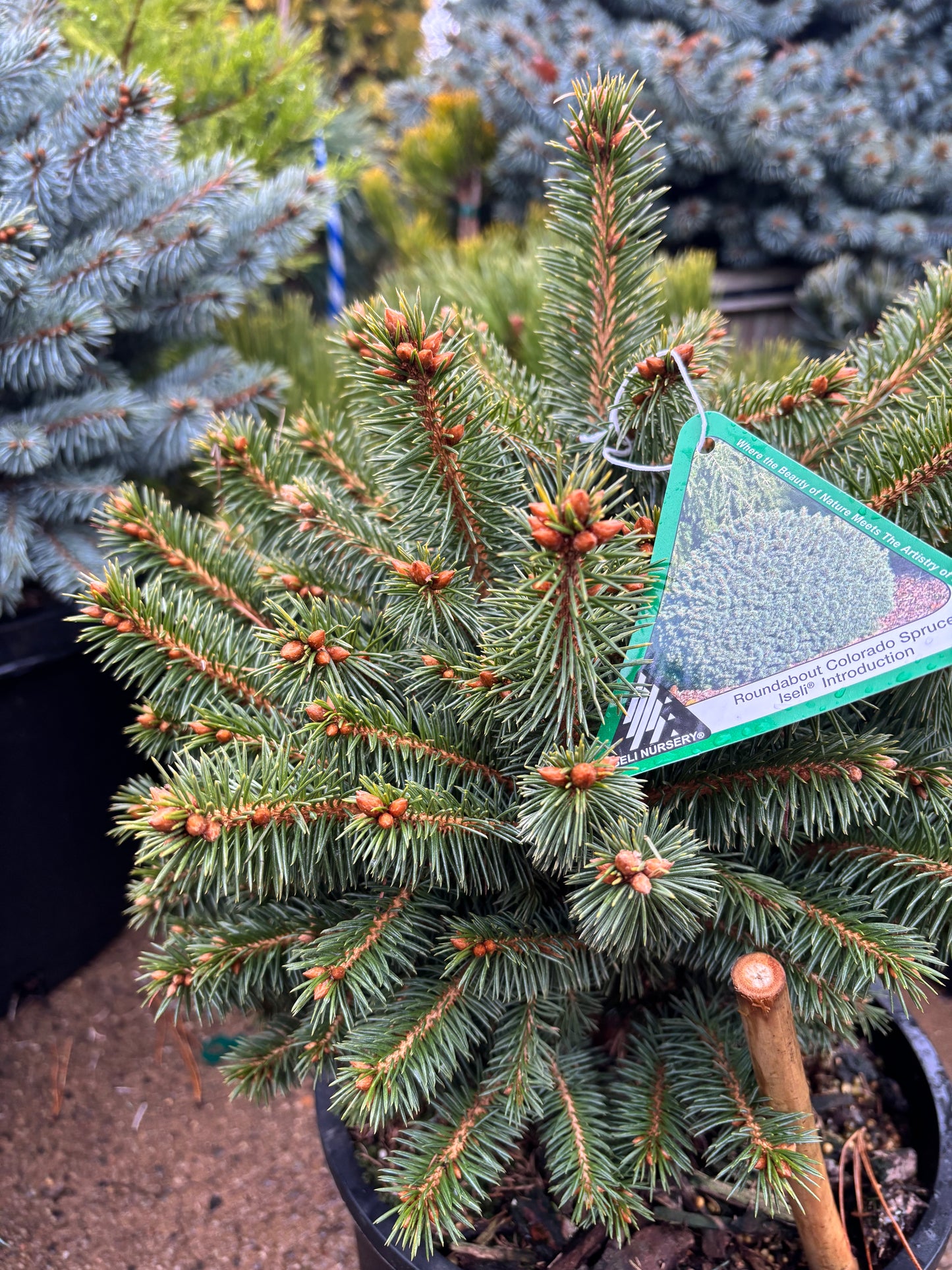 Picea pungens ‘Roundabout’