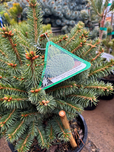 Picea pungens ‘Roundabout’