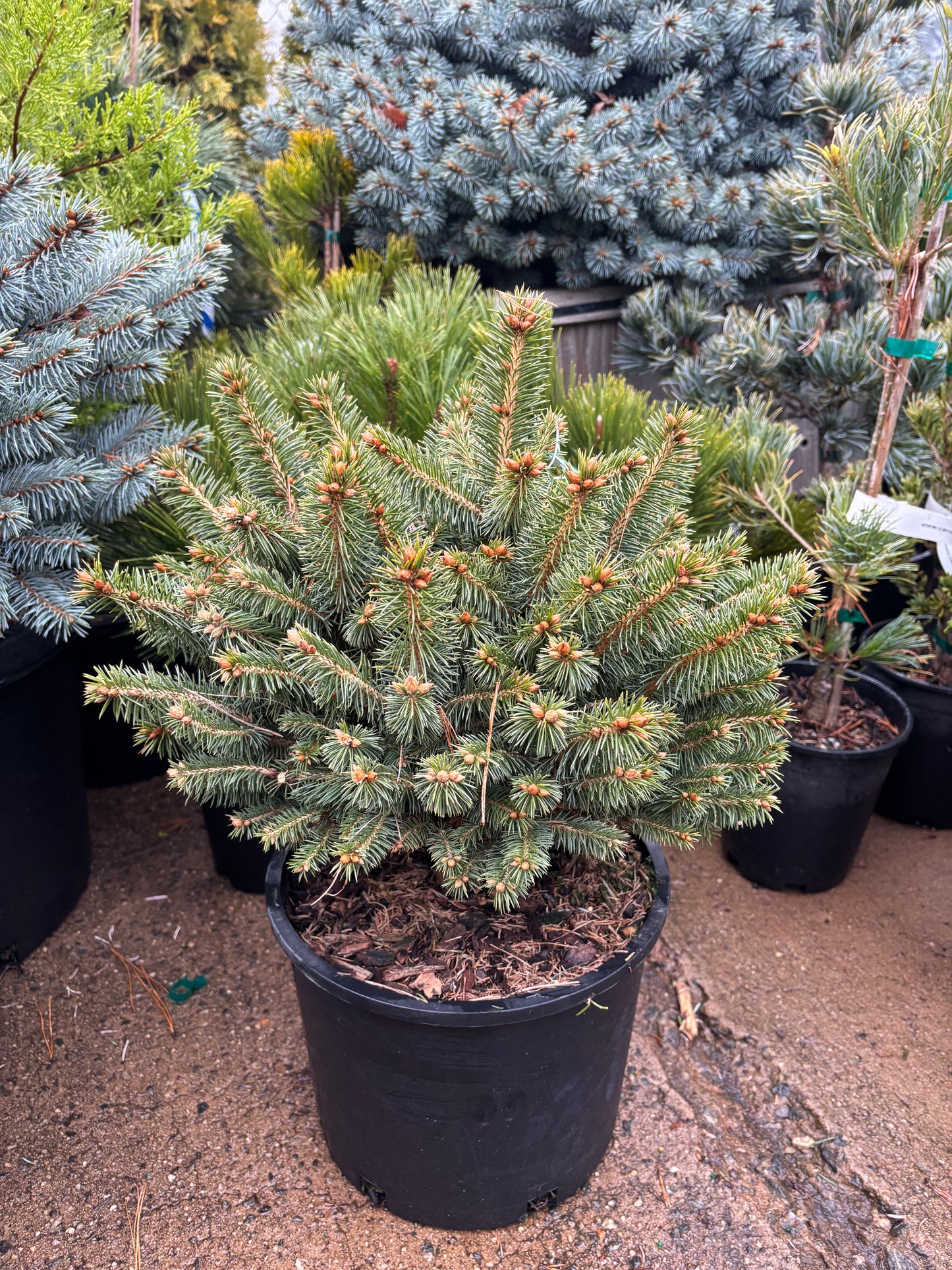 Picea pungens ‘Roundabout’