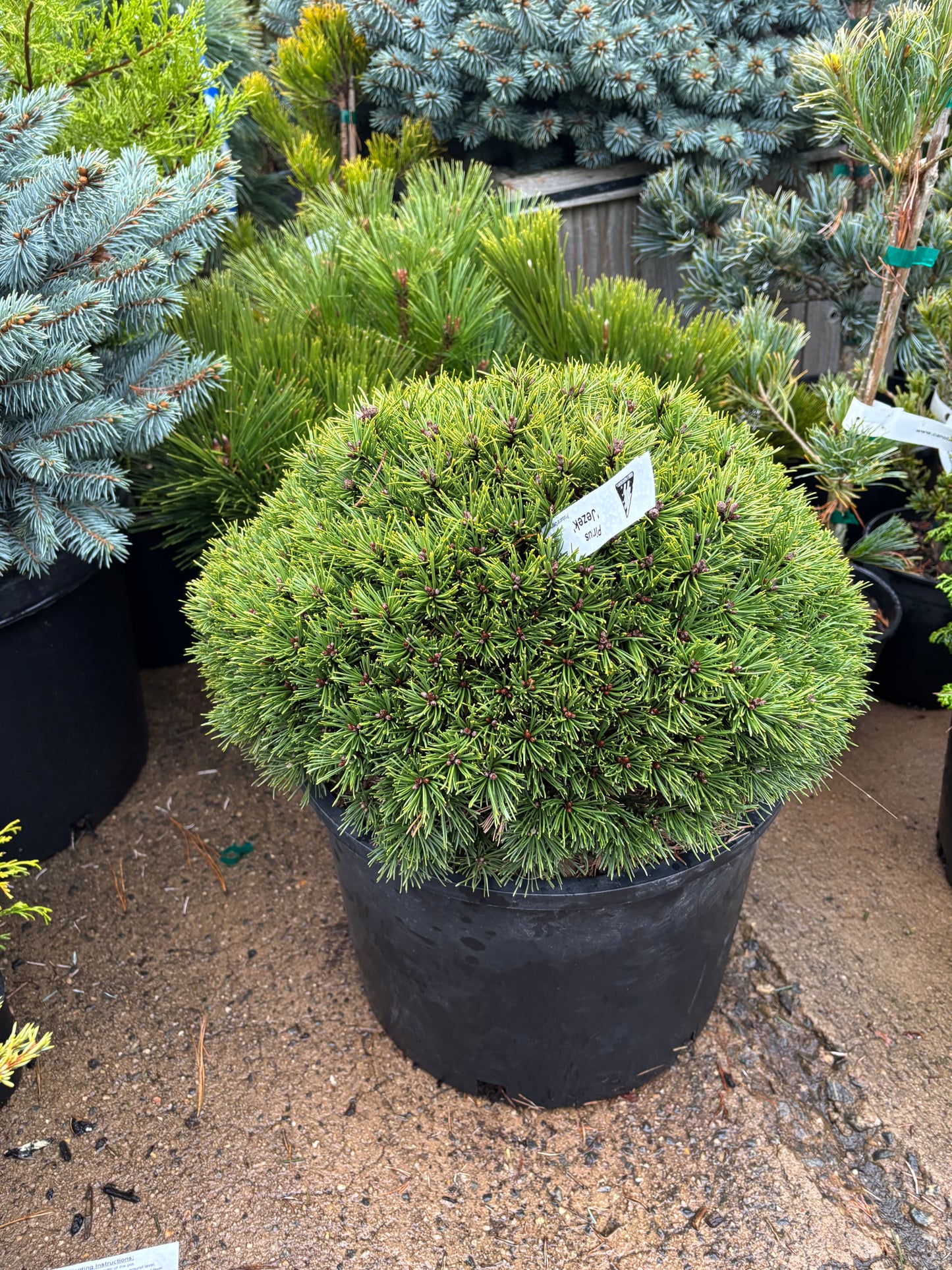 Pinus mugo subsp. uncinata ‘Jezek’ Hedgehog Mountain Pine