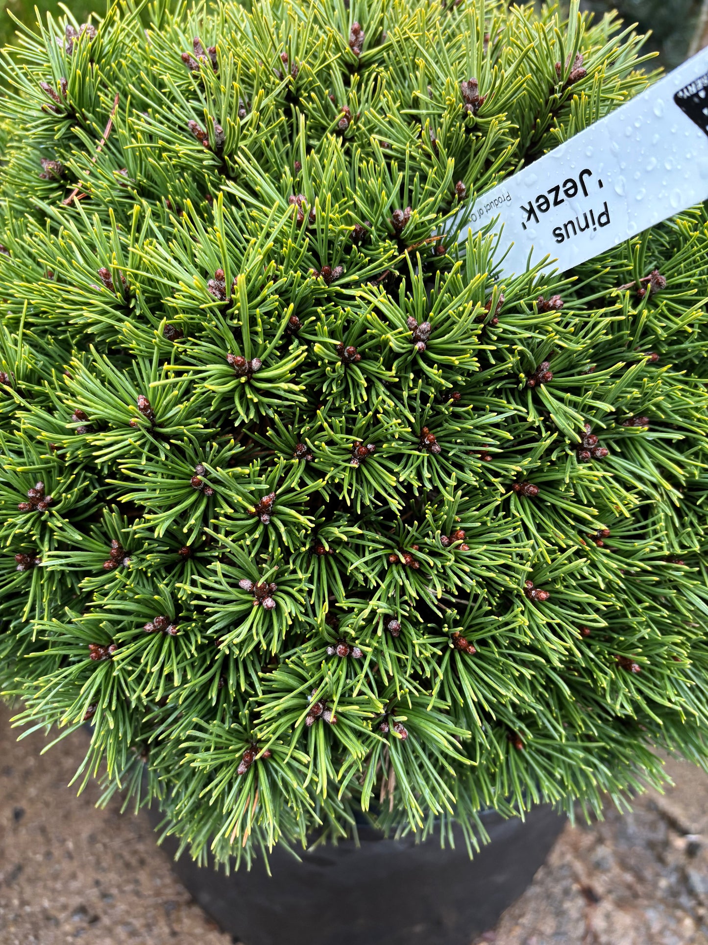 Pinus mugo subsp. uncinata ‘Jezek’ Hedgehog Mountain Pine