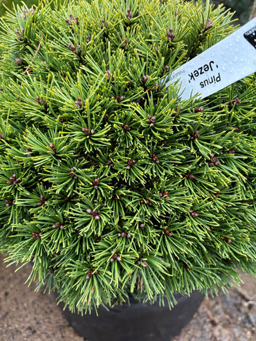Pinus mugo subsp. uncinata ‘Jezek’ Hedgehog Mountain Pine