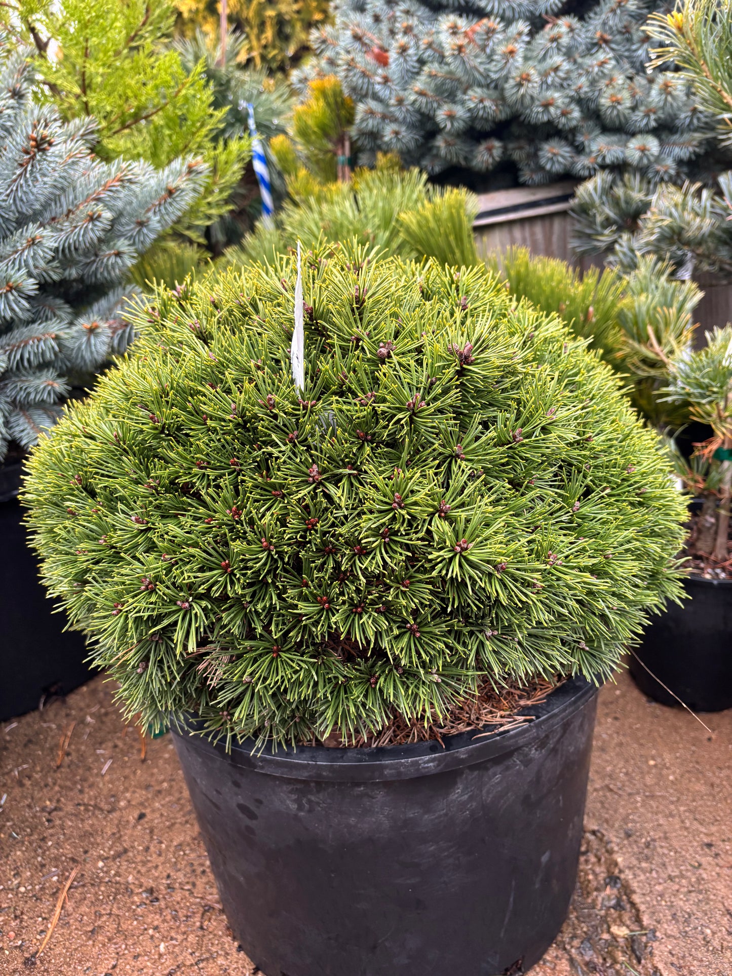 Pinus mugo subsp. uncinata ‘Jezek’ Hedgehog Mountain Pine