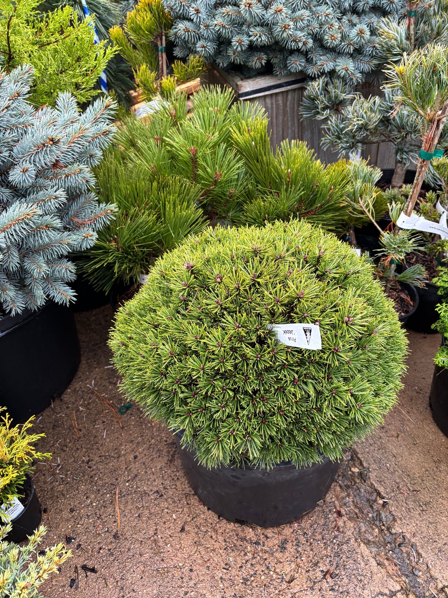 Pinus mugo subsp. uncinata ‘Jezek’ Hedgehog Mountain Pine