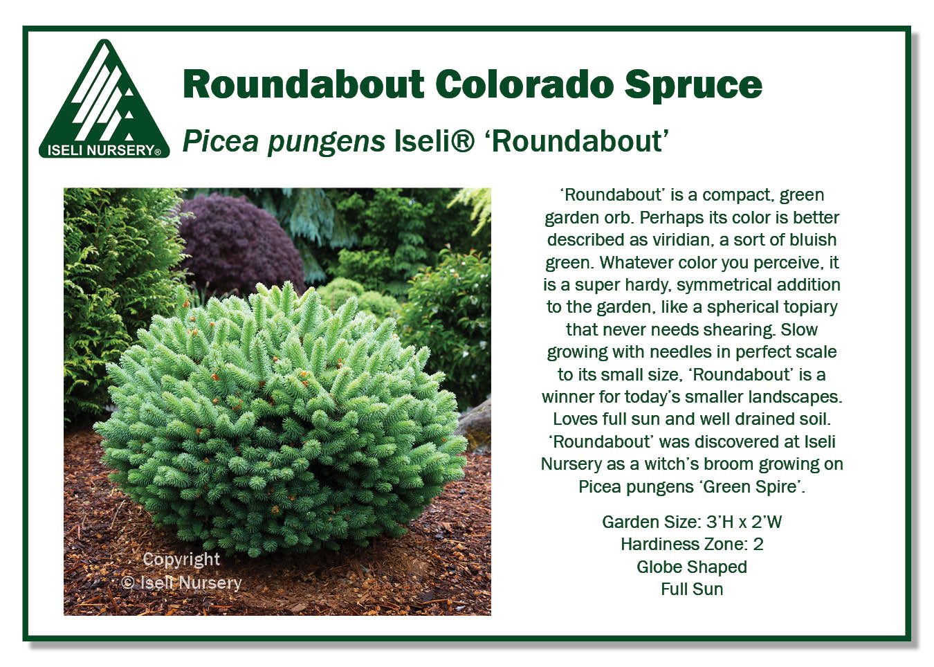 Picea pungens ‘Roundabout’