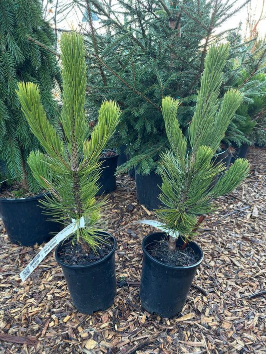 Pinus heldreichii (leucodermis) ‘Phat Sister’