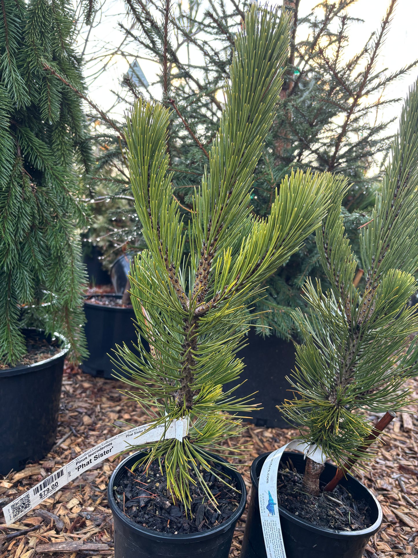Pinus heldreichii (leucodermis) ‘Phat Sister’