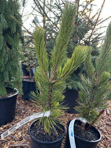 Pinus heldreichii (leucodermis) ‘Phat Sister’