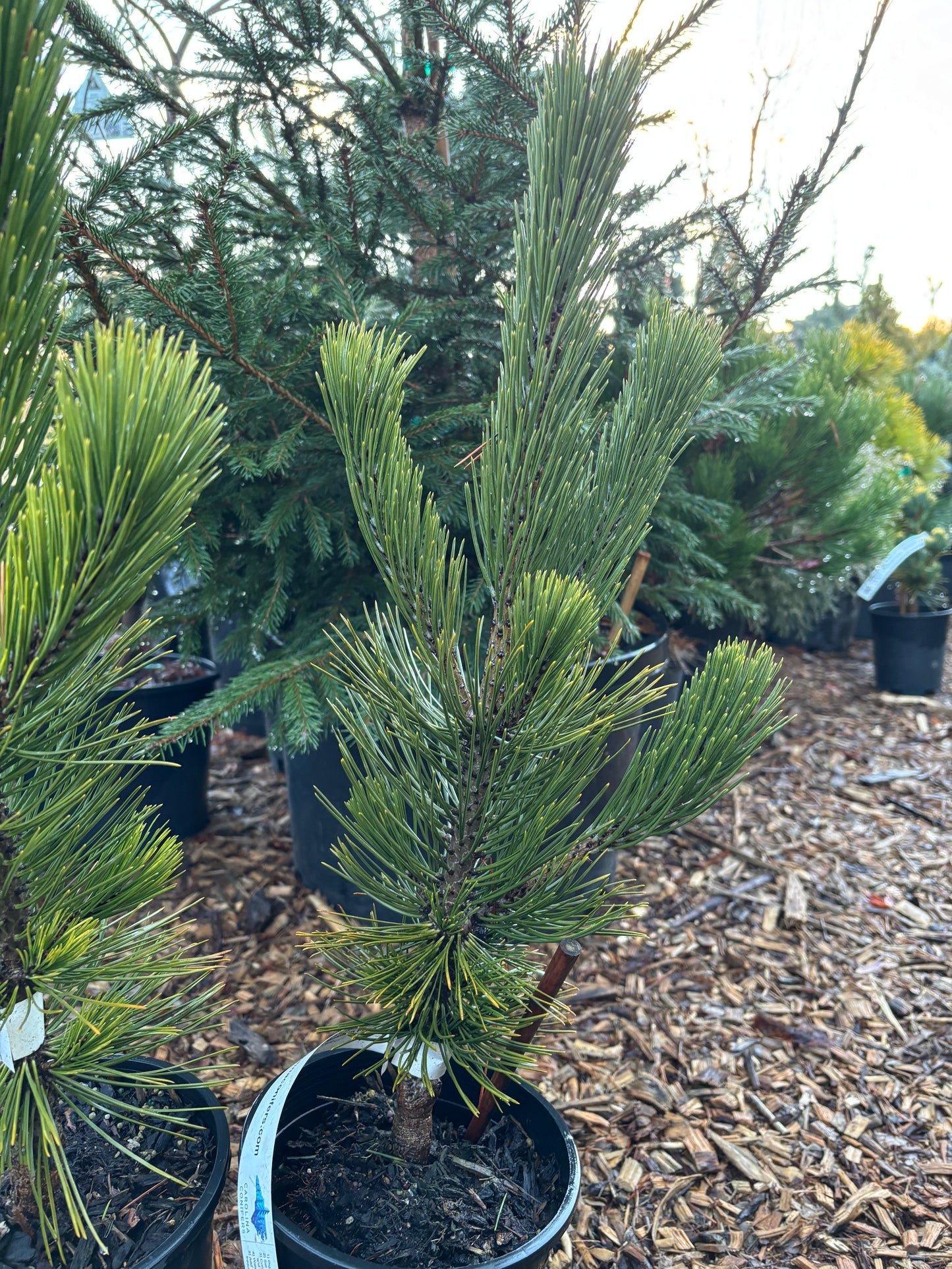 Pinus heldreichii (leucodermis) ‘Phat Sister’