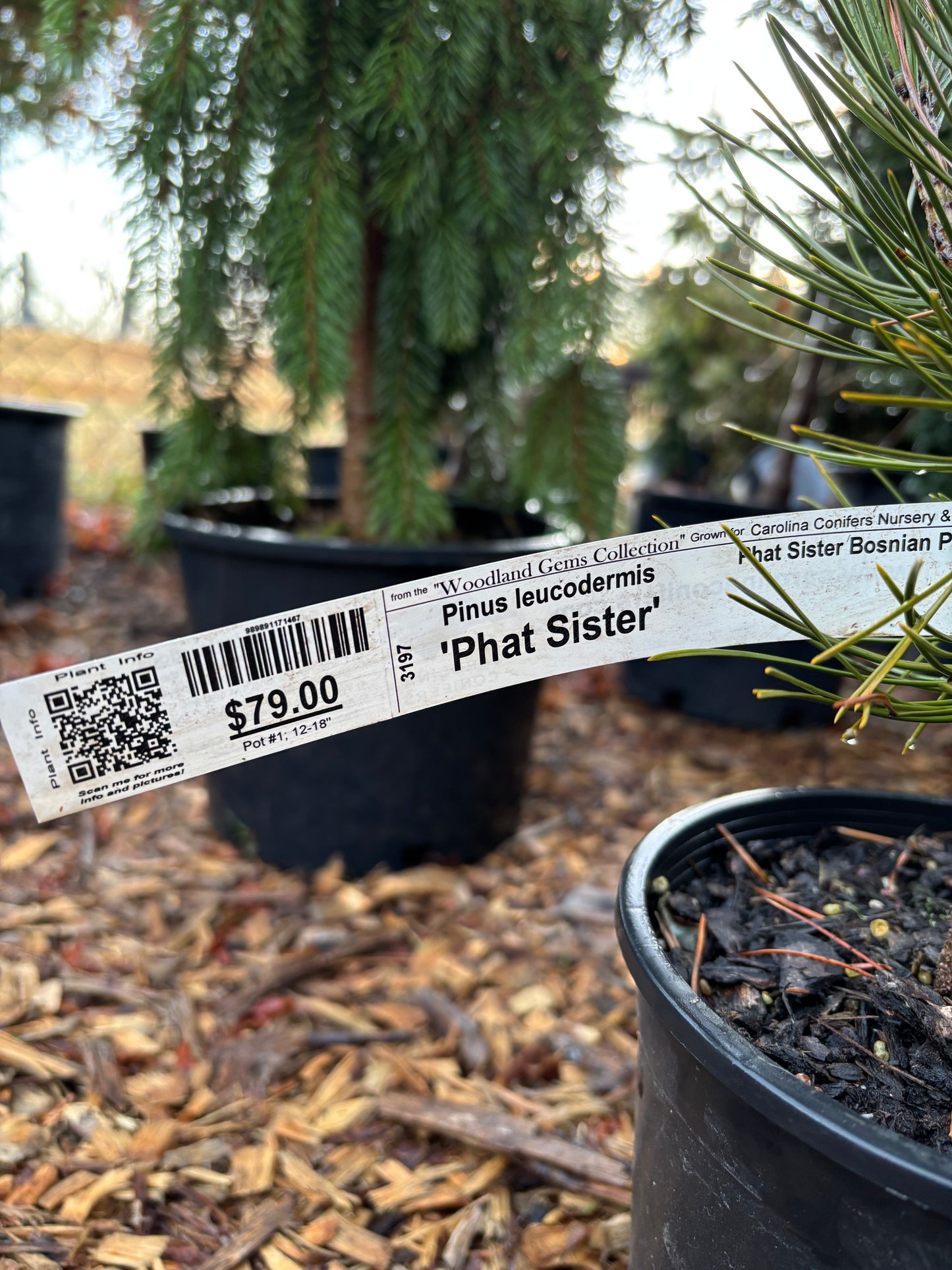 Pinus heldreichii (leucodermis) ‘Phat Sister’