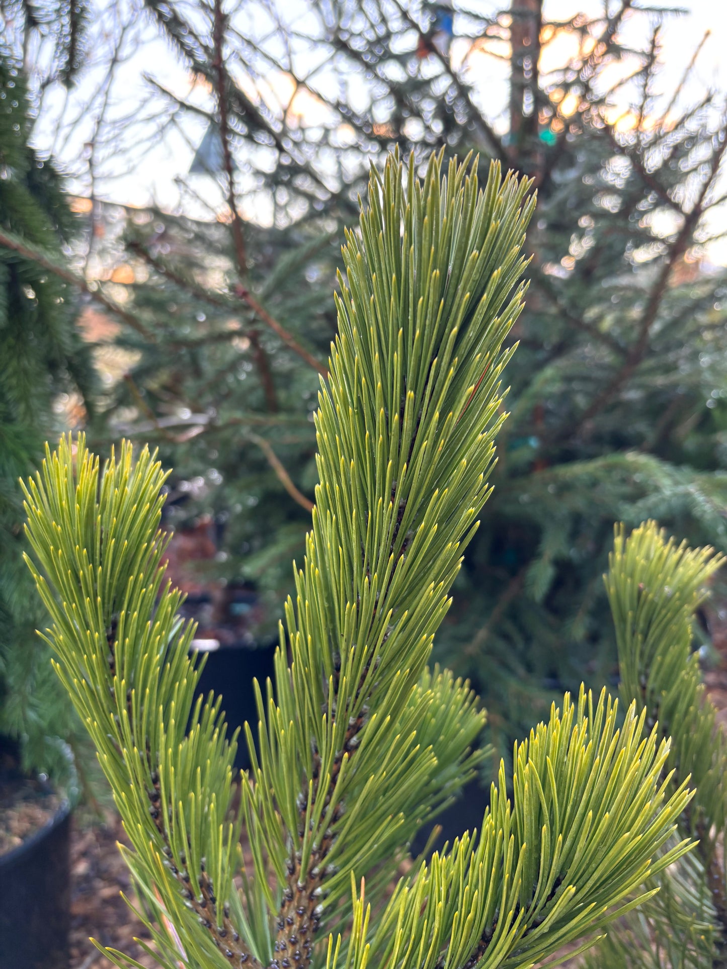 Pinus heldreichii (leucodermis) ‘Phat Sister’