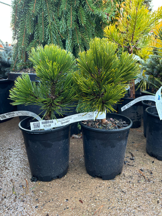 Pinus heldreichii (leucodermis) ‘Smidtii’ Bosnian Pine