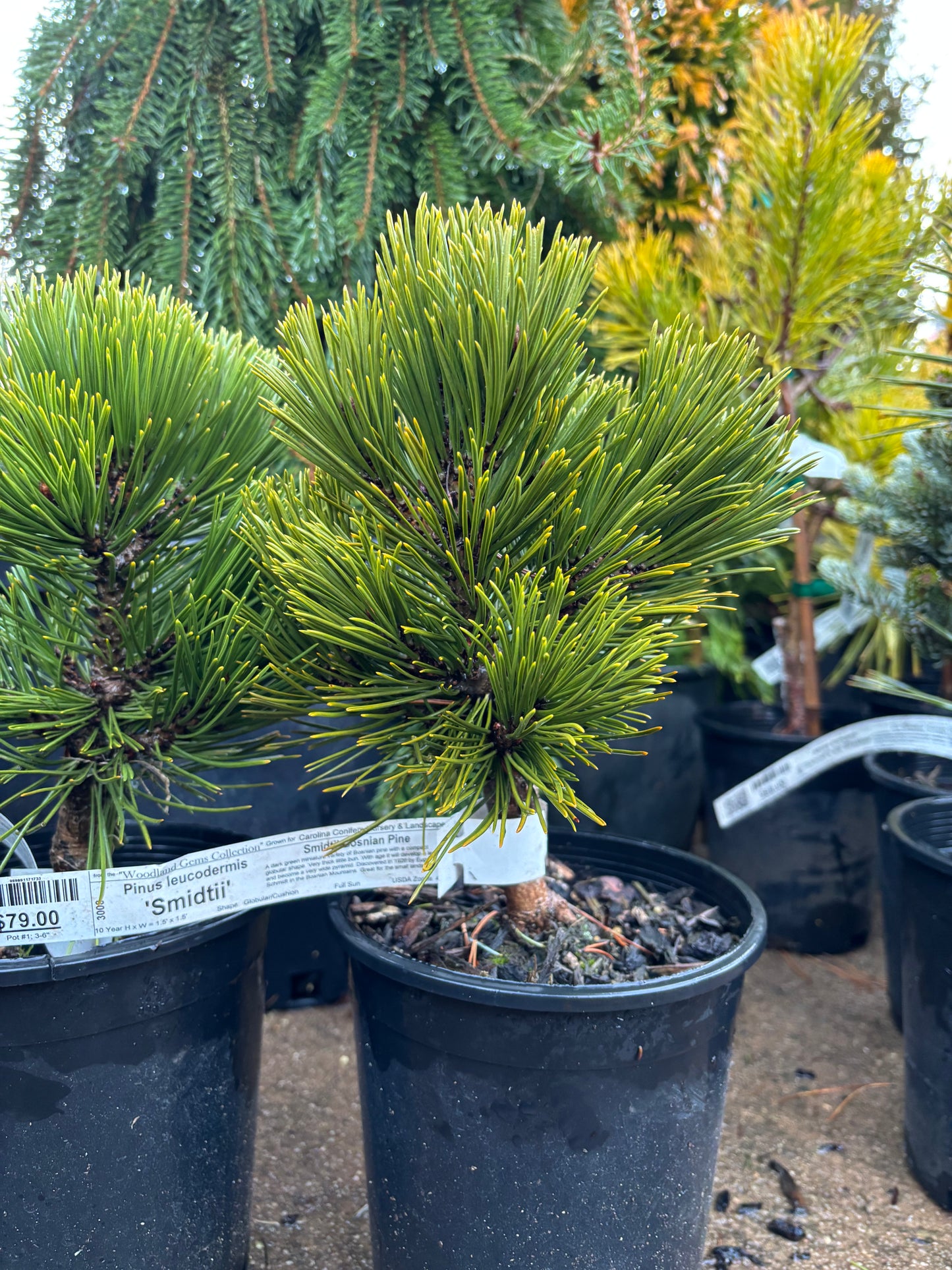 Pinus heldreichii (leucodermis) ‘Smidtii’ Bosnian Pine