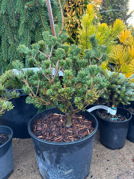 Pinus parviflora ‘Adcock’s Dwarf’ on mugo understock