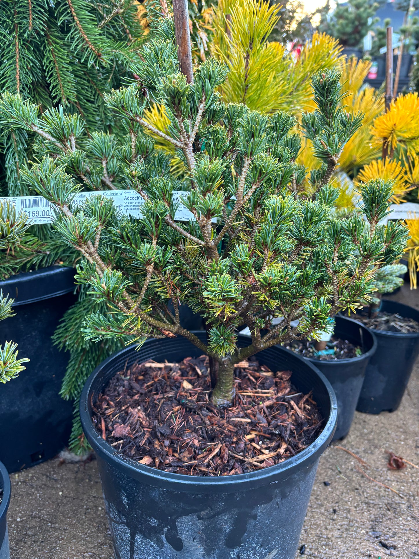 Pinus parviflora ‘Adcock’s Dwarf’ on mugo understock